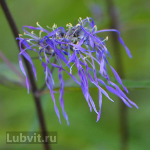 Флокс Гений