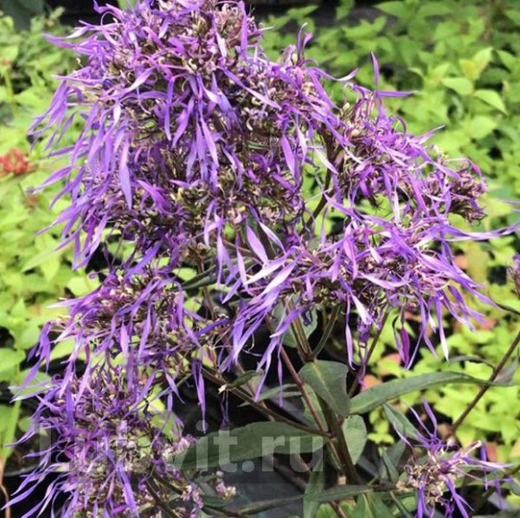 Флокс Гений купить с доставкой Флокс Гений купить с доставкой