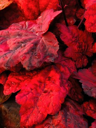 Гейхера Отом лифс (Autumn Leaves) Гейхера Отом лифс (Autumn Leaves)