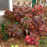 Гейхера Отом лифс (Autumn Leaves) можно купить недорого с доставкой в питомнике Любвитский