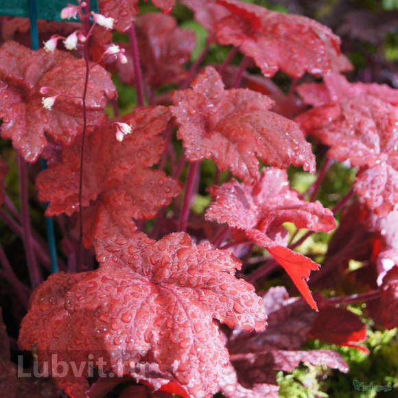 Гейхера Отом лифс (Autumn Leaves) купить с доставкой