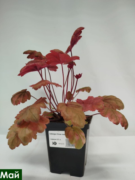 Гейхера Отом лифс (Autumn Leaves) купить с доставкой