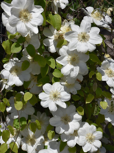 Клематис Джернси Крим (Guernsey Cream) купить с доставкой