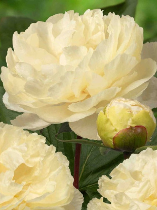 Пион ИТО Санни Герл (Sunny Girl)