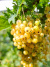 Смородина золотистая Левушка купить с доставкой