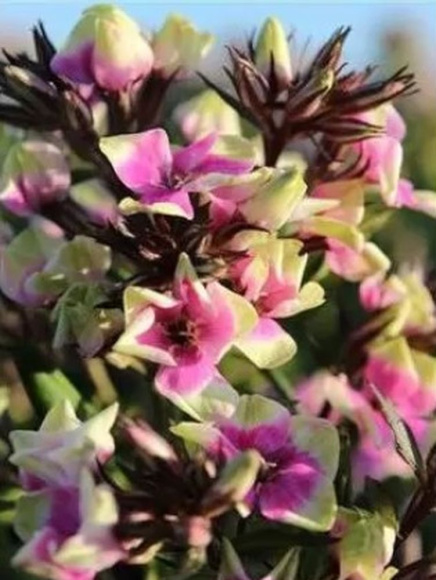 Флокс Майкс Чойс (Mike's Choice) метельчатый купить с доставкой