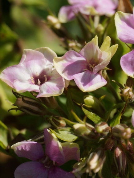 Флокс Майкс Чойс (Mike's Choice) метельчатый купить с доставкой