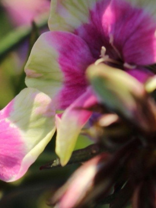 Флокс Майкс Чойс (Mike's Choice) метельчатый