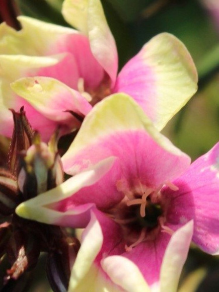 Флокс Майкс Чойс (Mike's Choice) метельчатый купить с доставкой