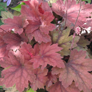 Гейхерелла Свит Ти (Sweet Tea) Гейхерелла Свит Ти (Sweet Tea)