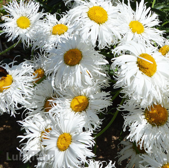 Нивяник Олд Корт (Old Court) купить с доставкой