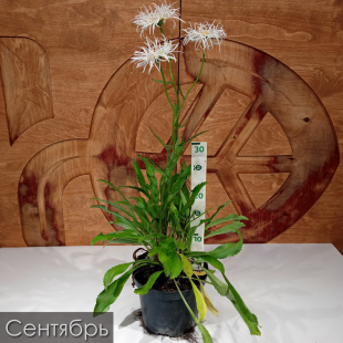 Нивяник Олд Корт (Old Court)