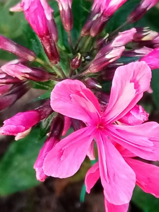 Флокс Клеопатра (Cleopatra)