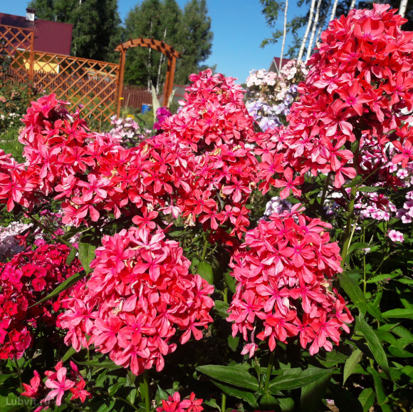 Флокс Клеопатра (Cleopatra) купить с доставкой Флокс Клеопатра (Cleopatra) купить с доставкой