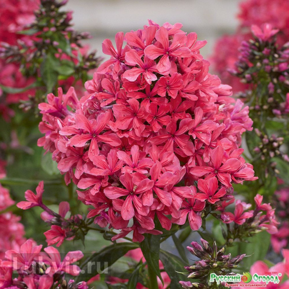 Флокс Клеопатра (Cleopatra) купить с доставкой Флокс Клеопатра (Cleopatra) купить с доставкой