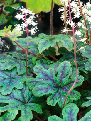 Гейхера Старберст (Starburst)