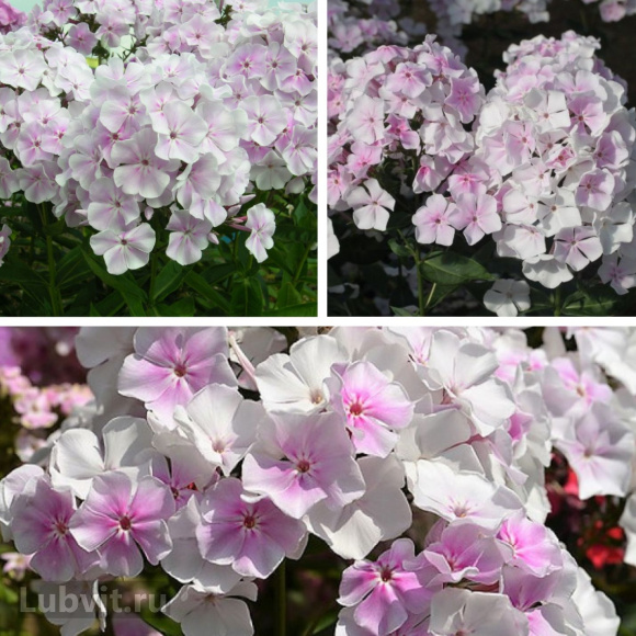 Флокс Зимнее утро купить с доставкой