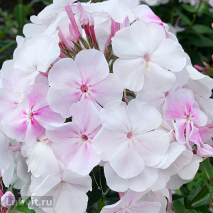 Флокс Зимнее утро