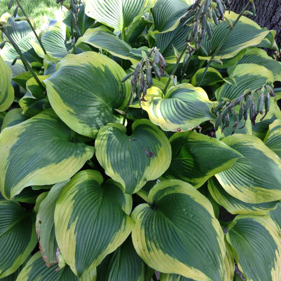 Хоста Атлантис (Atlantis) [L] купить с доставкой