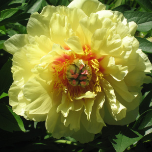 Пион ИТО Гарден Треже (Garden Treasure) Пион ИТО Гарден Треже (Garden Treasure)