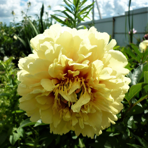 Пион ИТО Гарден Треже (Garden Treasure) купить с доставкой