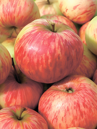 Яблоня Коричное полосатое