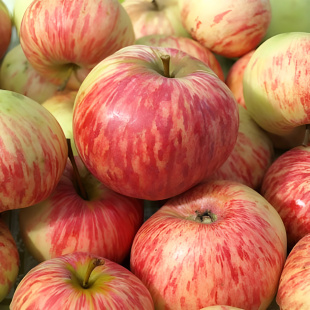 Яблоня Коричное полосатое