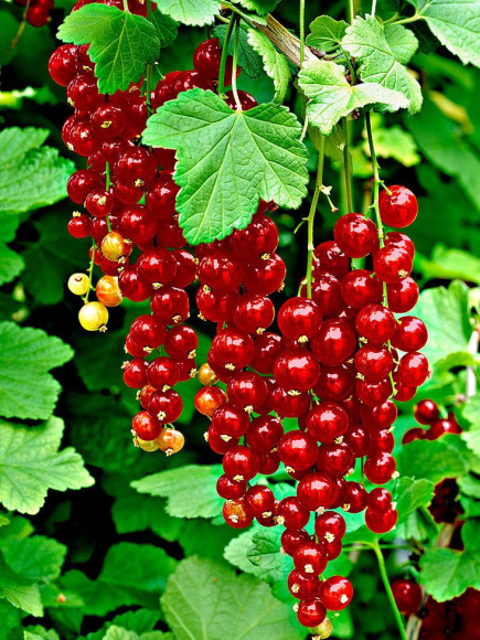 Смородина красная Ред Лейк купить с доставкой