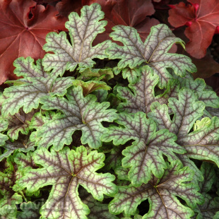 Гейхерелла Тапестри (Tapestry) Гейхерелла Тапестри (Tapestry)