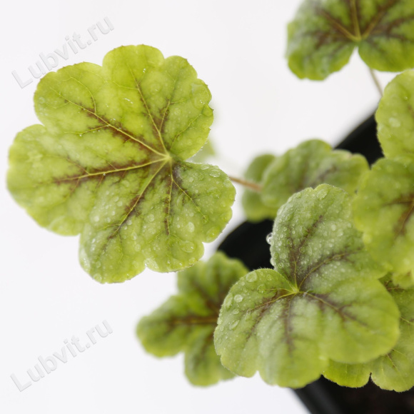 Гейхерелла Тапестри (Tapestry) купить с доставкой