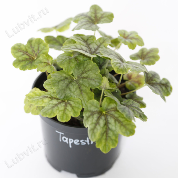 Гейхерелла Тапестри (Tapestry) купить с доставкой