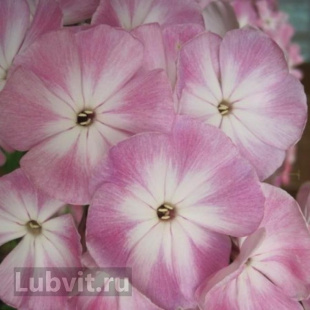 Флокс Соловьиная Роща