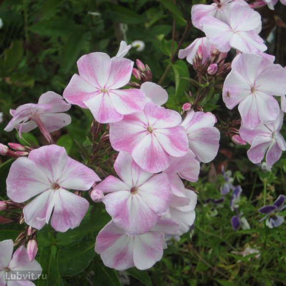 Флокс Соловьиная Роща купить с доставкой