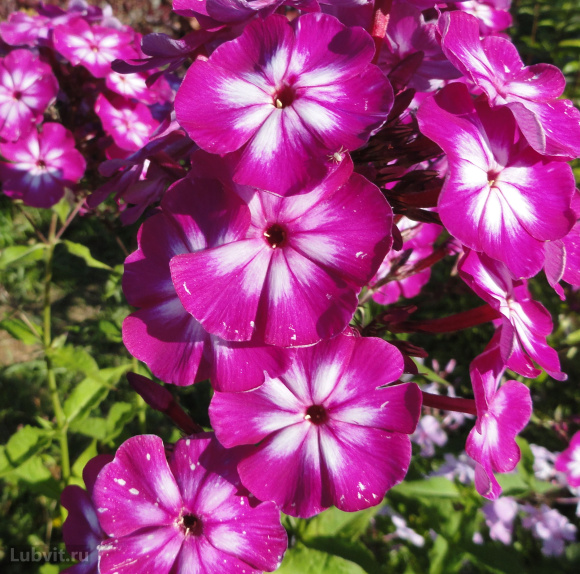 Флокс Кураж купить с доставкой Флокс Кураж купить с доставкой