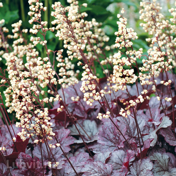Гейхера Шанхай (Shanghai) купить с доставкой