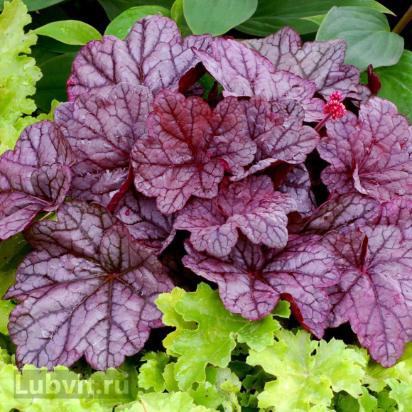 Гейхера Шанхай (Shanghai) купить с доставкой