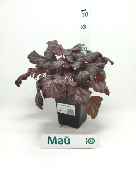 Гейхера Шанхай (Shanghai) купить с доставкой