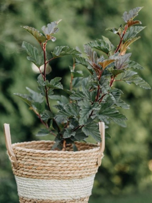 Пузыреплодник Здеховице (Zdechovice)