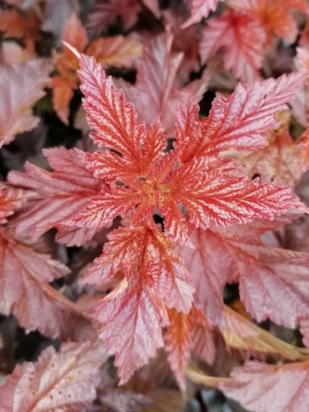 Пузыреплодник Здеховице (Zdechovice) купить с доставкой