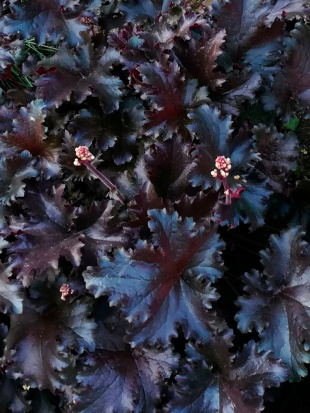 Гейхера Блэк Таффета (Black Taffeta)