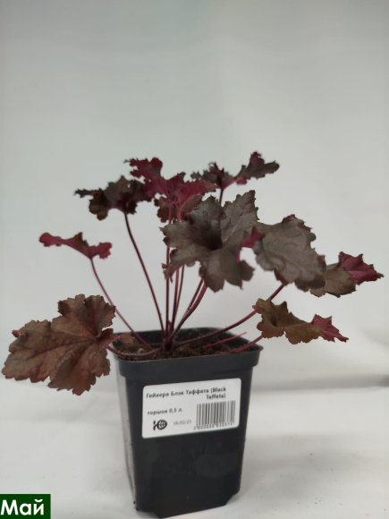 Гейхера Блэк Таффета (Black Taffeta) купить с доставкой Гейхера Блэк Таффета (Black Taffeta) купить с доставкой