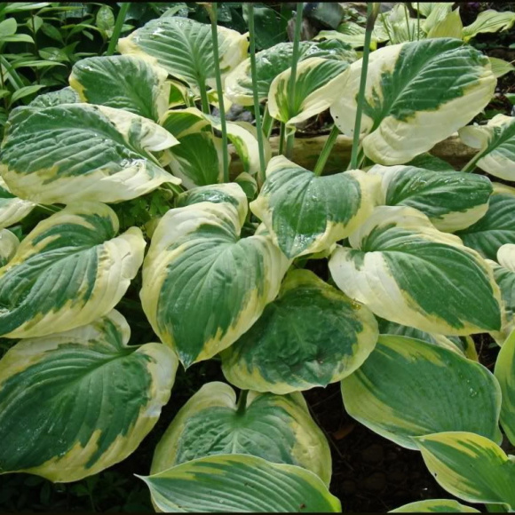 Хоста Карнавал (Carnival) [M] купить с доставкой