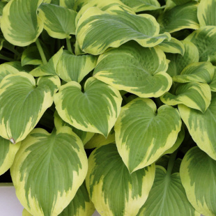 Хоста Карнавал (Carnival) [M]