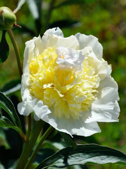 Пион Топ Брасс (Top Brass) купить с доставкой