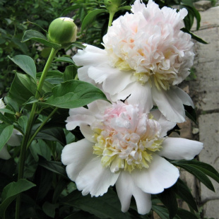 Пион Топ Брасс (Top Brass) Пион Топ Брасс (Top Brass)