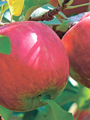 Яблоня Жигулевское