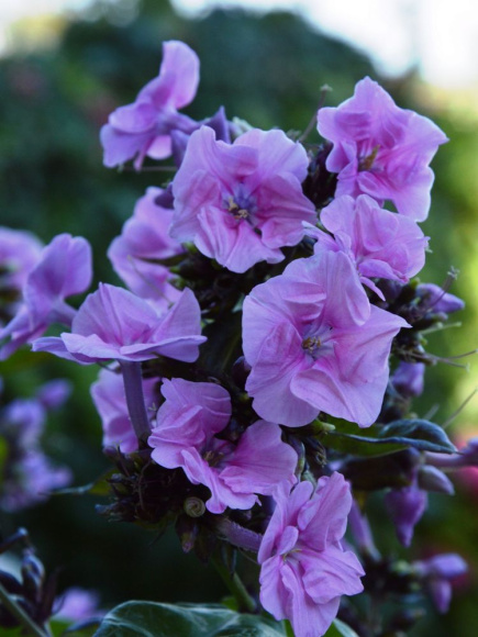 Флокс Зенобия (Zenobia) метельчатый купить с доставкой