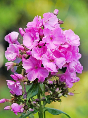 Флокс Зенобия (Zenobia) метельчатый