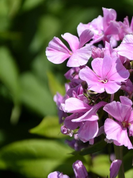 Флокс Зенобия (Zenobia) метельчатый купить с доставкой