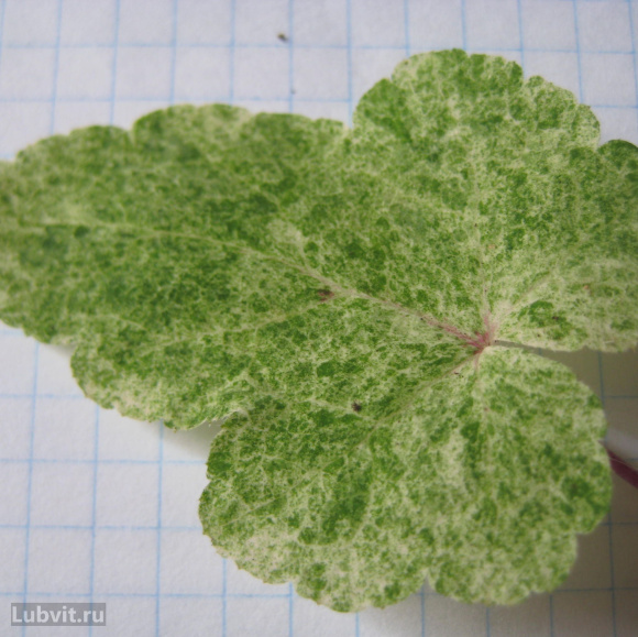 Тиарелла Херонсвуд Мист (Heronswood Mist) купить с доставкой